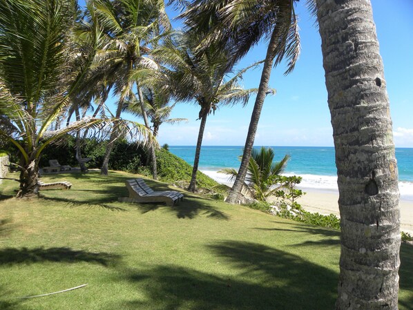 A tropical beach setting with a lawn, lounge chairs, and palm trees.