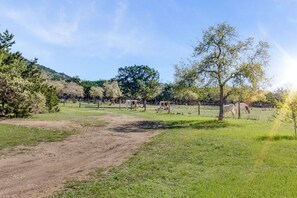A rural landscape with a dirt path leading through a grassy field, trees, and a fence enclosing the area. - Last Outpost – Sophies | Cozy Cottage for Two (Bandera)