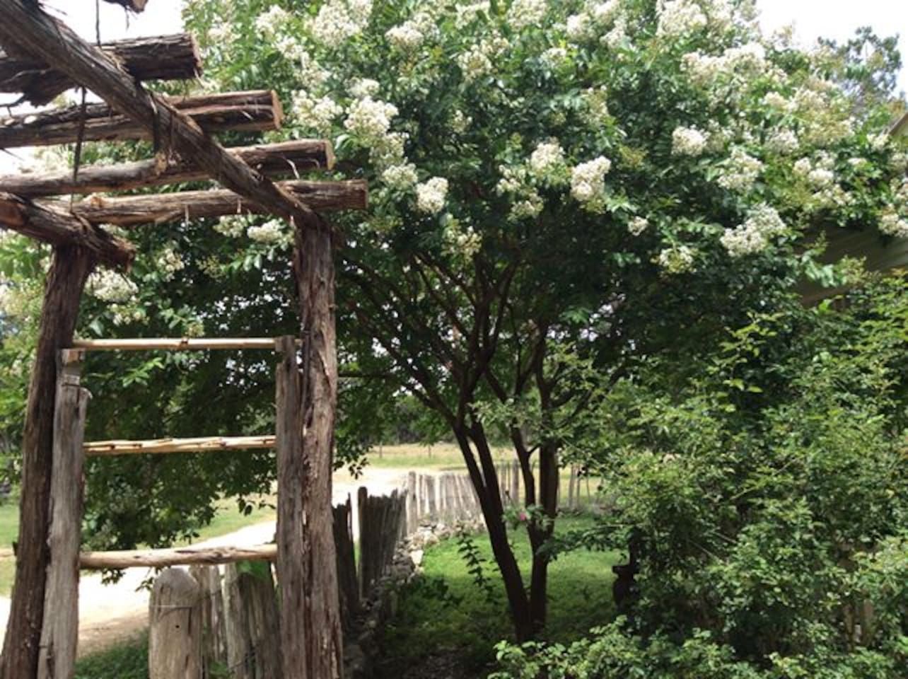 En trækonstruktion med en stige, et træ med hvide blomster og et græsareal.