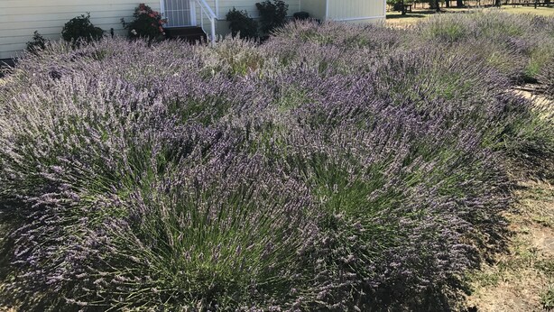 A house surrounded by a field of lavender.