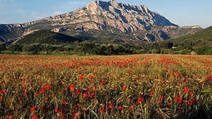 Un champ de coquelicots rouges devant une montagne.