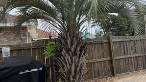 A backyard with a palm tree, a wooden fence, and a barbecue grill. - Sandcastle - Largest Heated Pool, Walk to Private Beach, GolfCart, Pet Friendly (Miramar Beach)