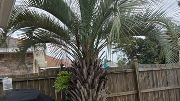 A backyard with a palm tree, a wooden fence, and a barbecue grill.
