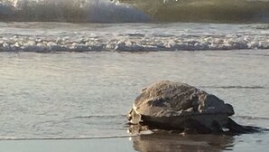 A rock on a beach with waves in the background. - 10% discounts Aug, Sept  (St Augustine)