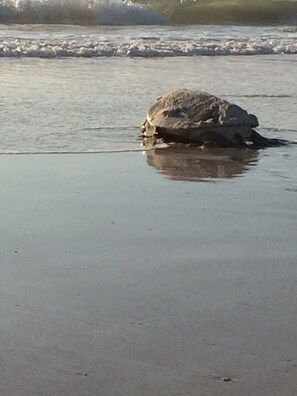 ビーチの近く、サンラウンジャー、ビーチタオル