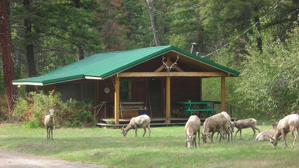 A rustic cabin with a green roof, surrounded by a grassy area with several deer grazing.