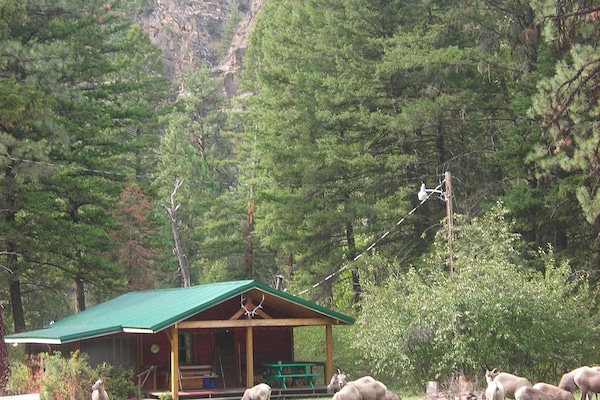 The Elkhorn Cabin with Rocky Mountain Big Horn Sheep in the front yard