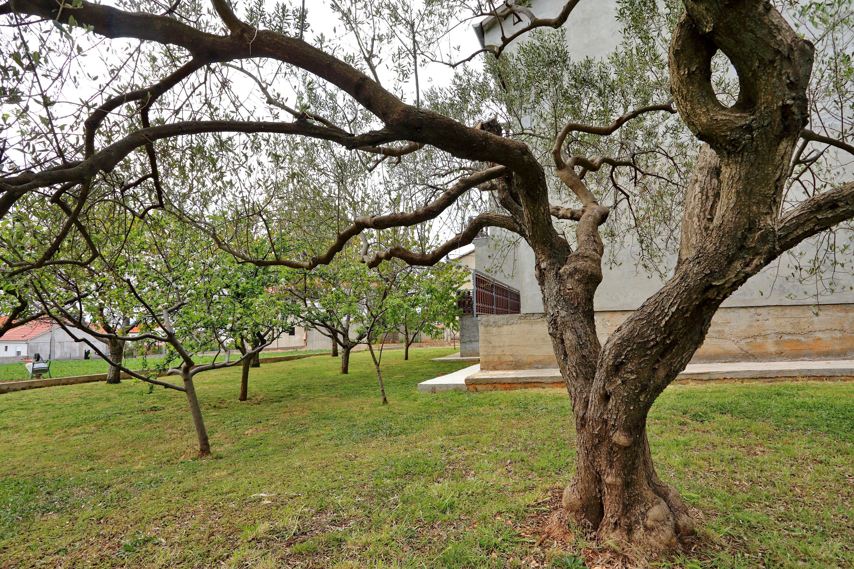A tree with a unique trunk structure in a grassy area with a building in the background.