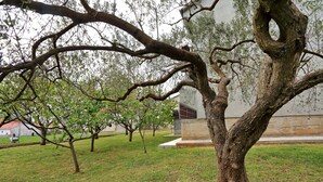Ein Baum mit ungewöhnlicher Stammstruktur in einer grünen Umgebung, im Hintergrund ein Gebäude.