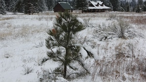 A snow-covered landscape with a small pine tree in the foreground and a cabin in the background. - Ranch Style Cabin on 20 Acres in the Beautiful Tunk Valley (Riverside)