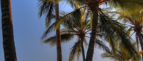 Tall palm trees with a view of the ocean at sunset.
