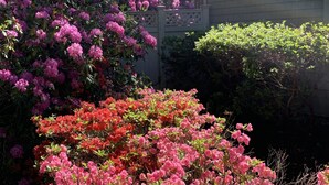 Un jardin agrémenté de divers arbustes à fleurs et, au fond, une structure en bois.