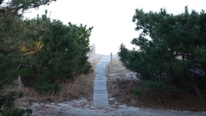 A gravel path leading through a dense pine forest.