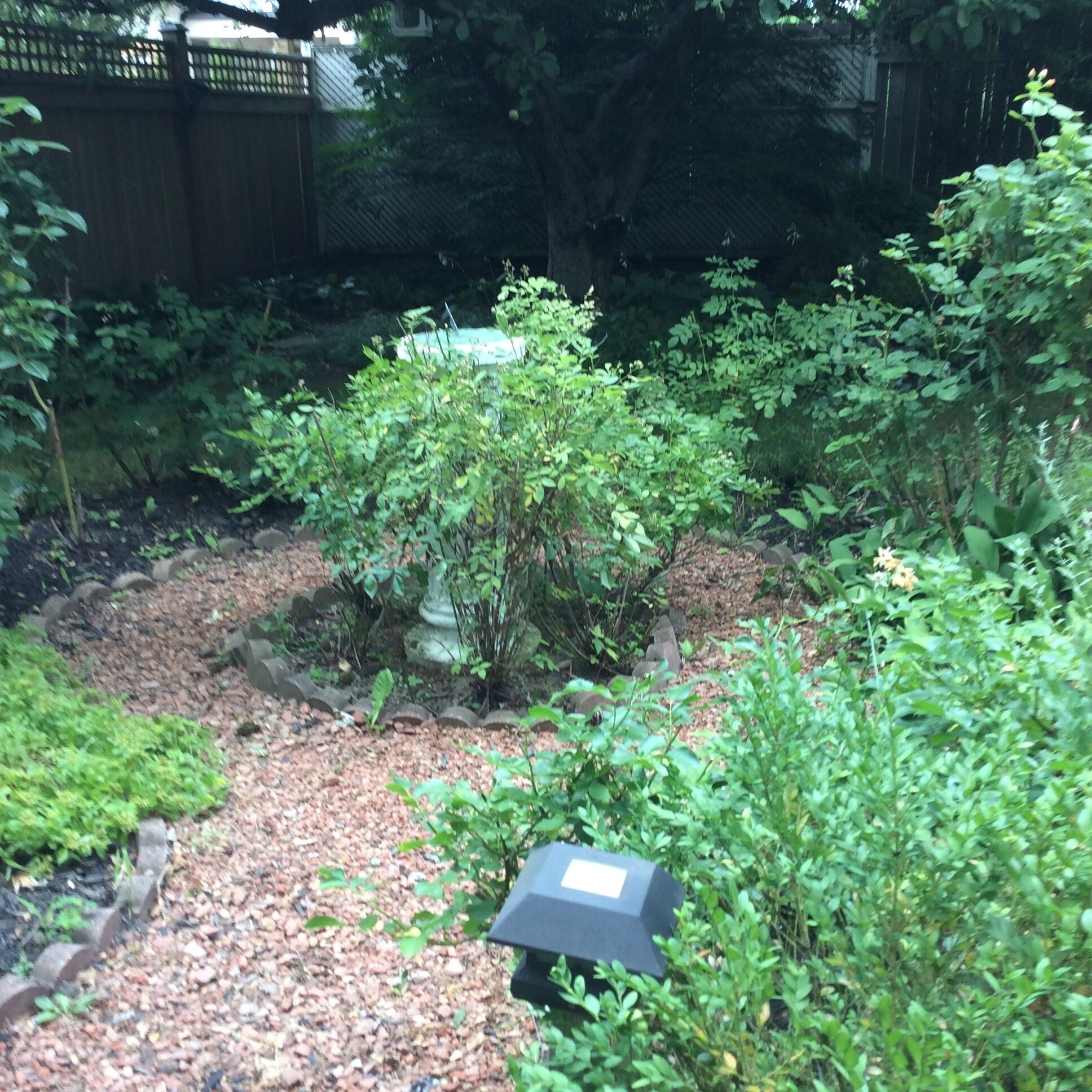 A garden area with a variety of plants and a small black object, possibly a bird feeder, on the ground.