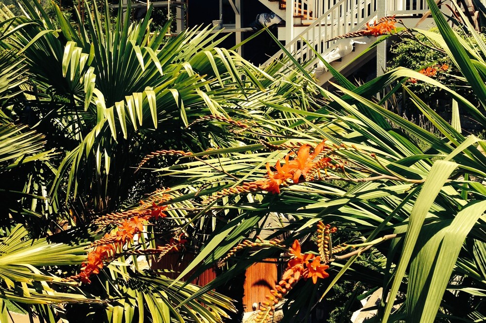 Affordable ocean view,pet friendly, hot tub, bbq,amazing yardBluebird Lost Coast