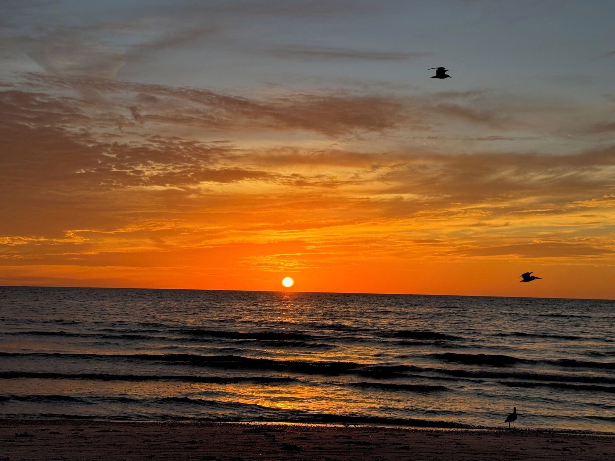 Een zonsondergang boven de oceaan, met golven en een vliegende vogel.