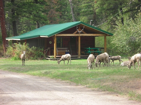 Property grounds. FISHERMANS CABIN UP ROCK CREEK 30 MINUTES FROM MISSOULA MONTANA