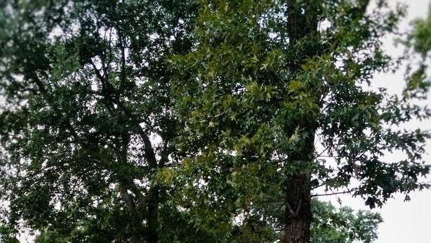 Una baita in legno a due piani con tetto verde, un'amaca appesa a un albero e fondamenta in pietra.