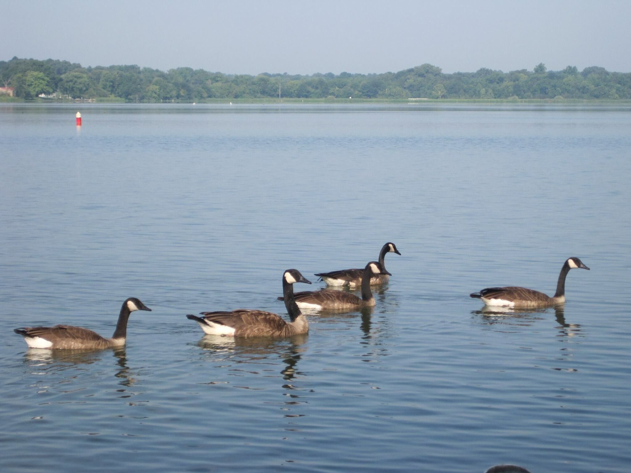 A group of geese swimming in a calm lake with a forested shoreline in the background.