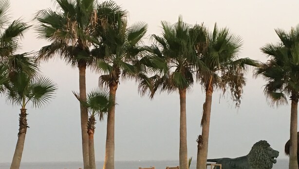 A pool area with palm trees, a lion statue, and wooden chairs.