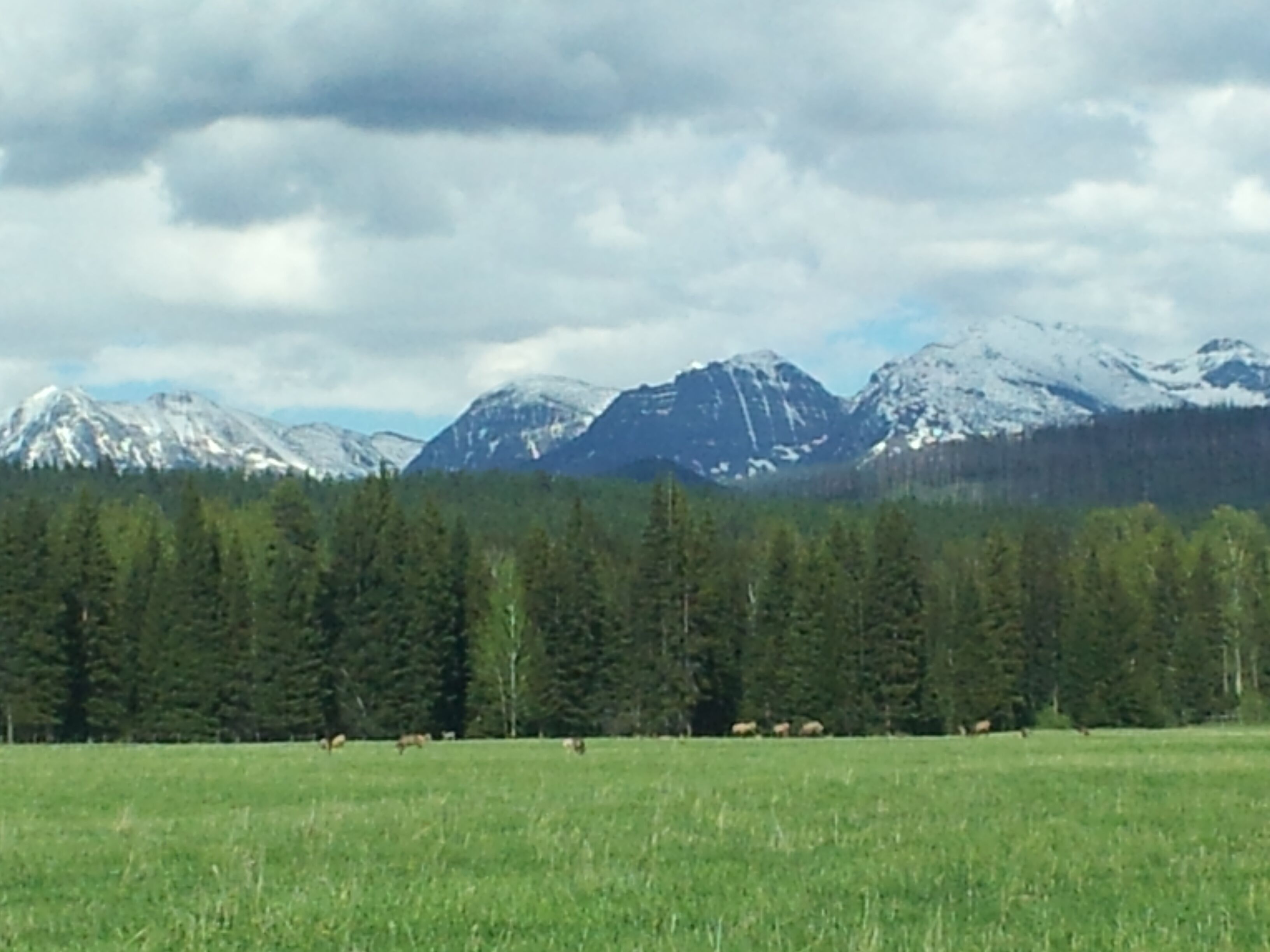 Un paisaje montañoso con picos nevados y una zona boscosa en primer plano.