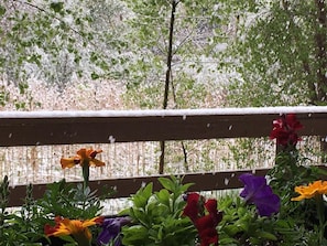 View of preserve from patio