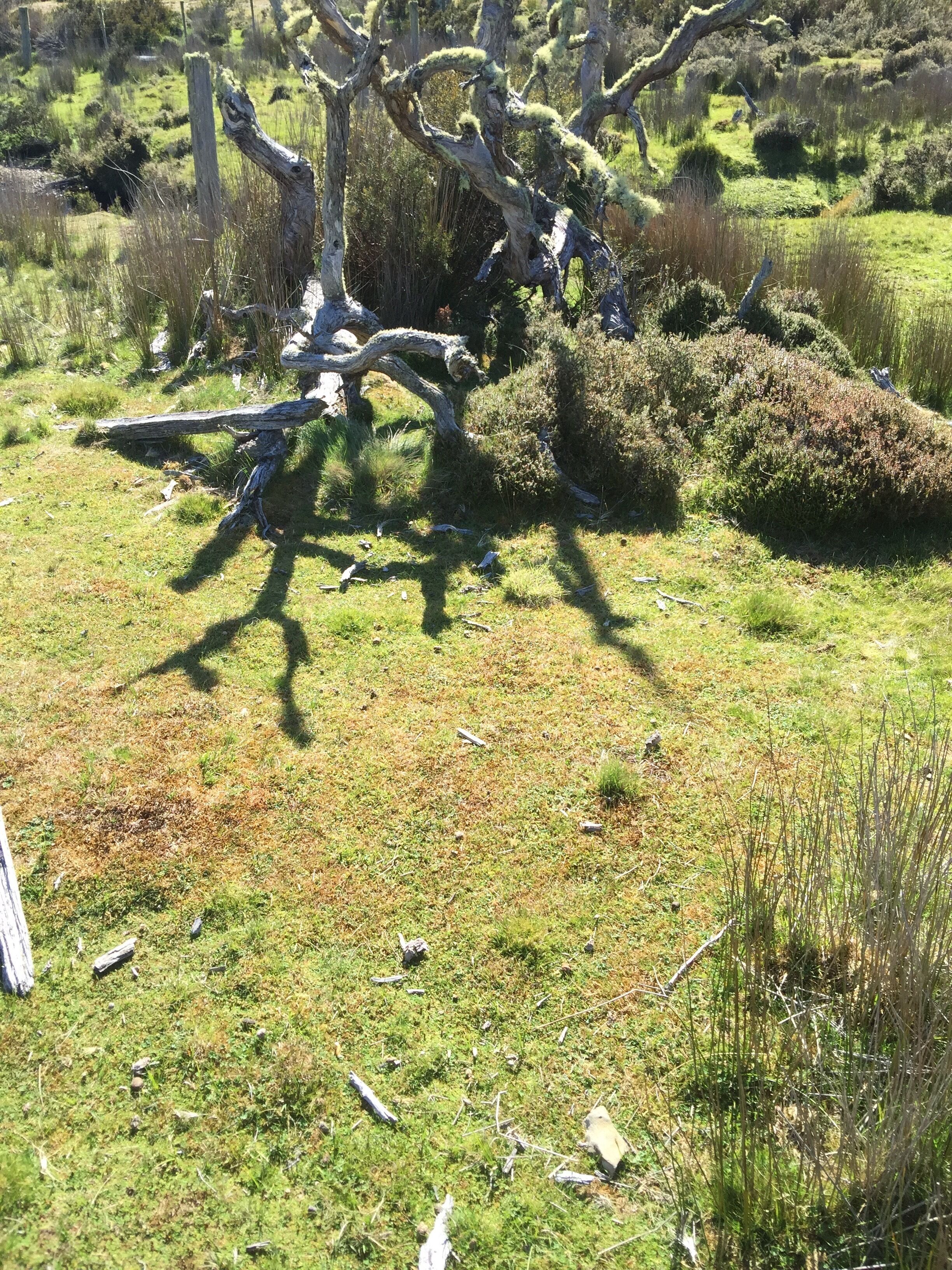 Newly-restored Cradle Mt house 12min to Nat Park — image 30