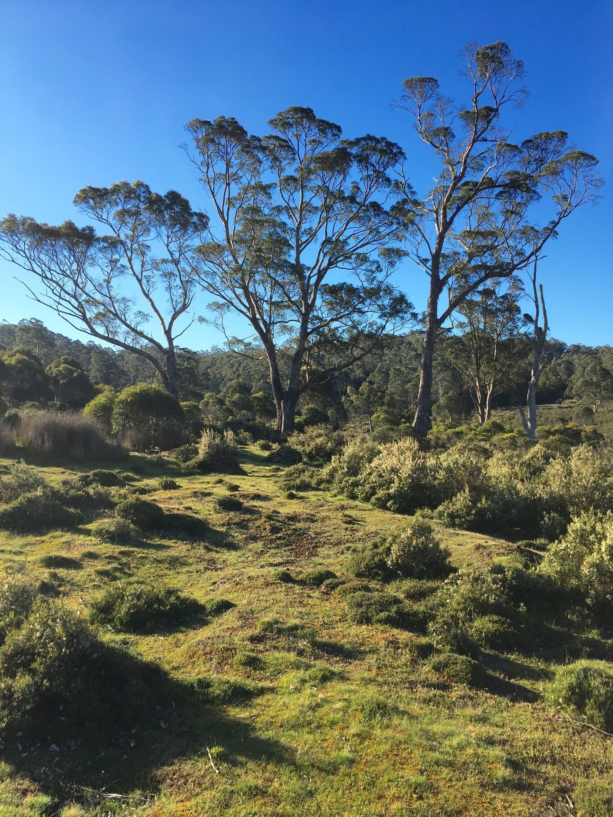 Newly-restored Cradle Mt house 12min to Nat Park — image 2