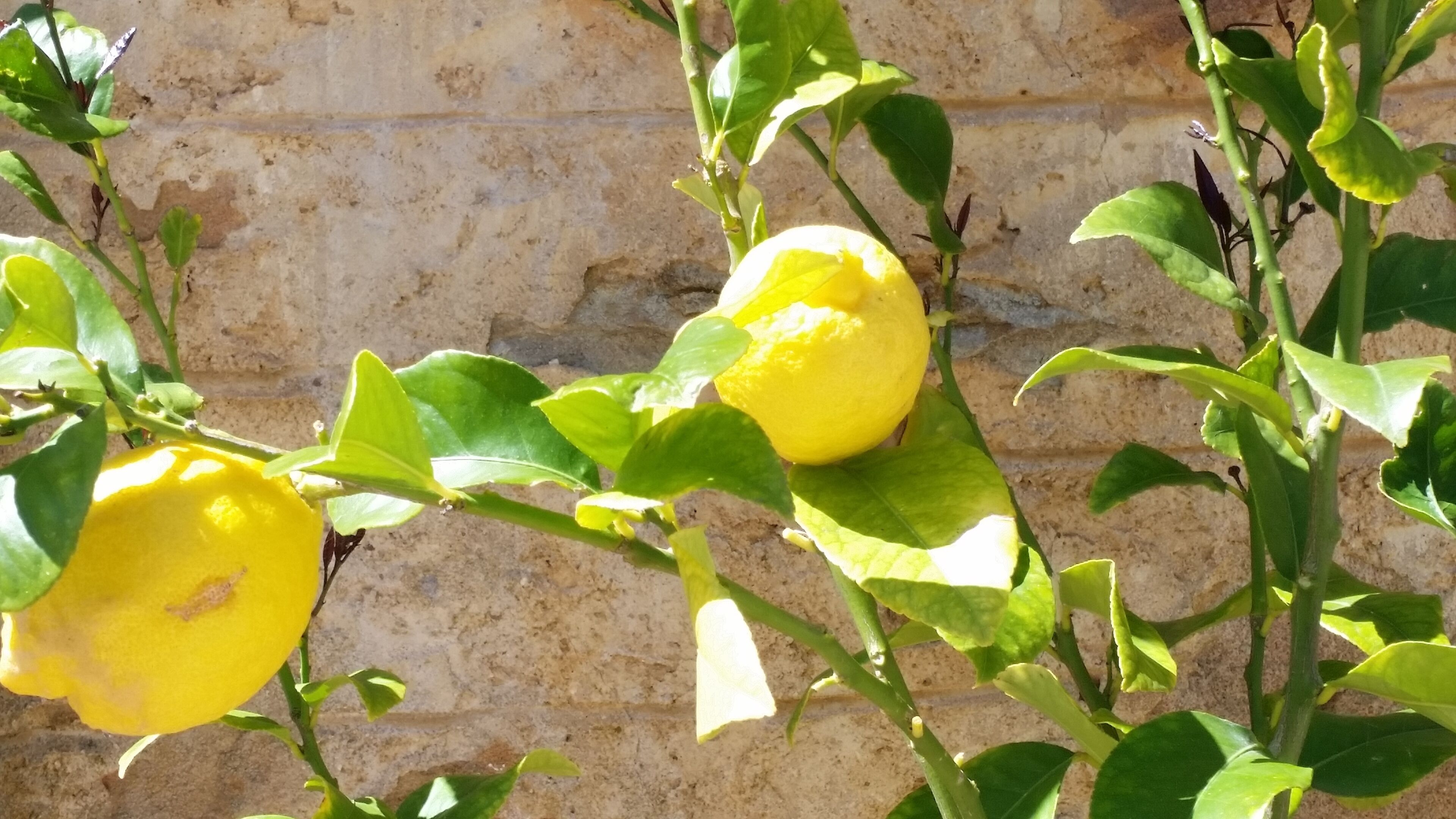 Morialta Barns - The Loft - Unique Heritage Accommodation — image 20
