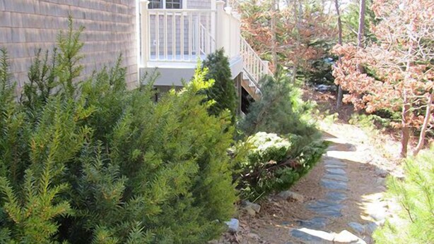 Ein Steinweg führt zu einem Haus mit einer Veranda, umgeben von immergrünen und Laubgehölzen.