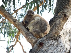 Un koala descansando sobre una rama de árbol.