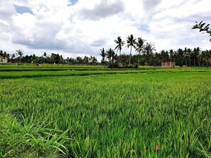 Golf - RC Ubud Villa 2 - 3 bedroom private pool villa (Ubud)