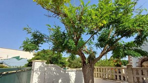 Ein Baum vor einer weißen Wand mit einem dekorativen Zaun.