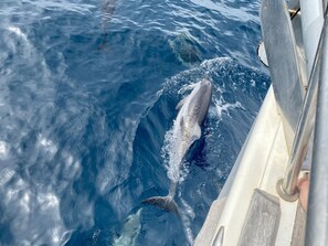 A whale swimming near a boat. - RENT LUXURY Sailingboat in GREECE, CYCLADES & DODECANESE, with skipper & CHEF (Mykonos)