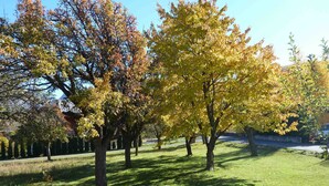 Ein Park mit Bäumen und Rasen.