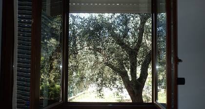 Kleines Haus inmitten der Olivenbäume am Meer 009031LT0003