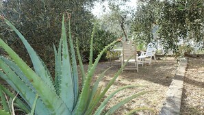 Un jardín con una planta de aloe vera, un camino de hormigón y una mesa con sillas.