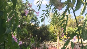 A swimming pool surrounded by lush greenery and flowering plants. - Beautiful Villa in El Campello with Private Pool and a Step from the Sea (El Campello)