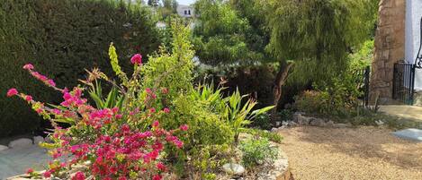 A garden with a stone border, various plants, and a white building in the background.