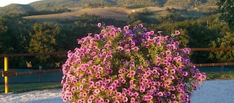 L'ULIVO: apartment within farmhouse just 15 minutes far from Assisi.