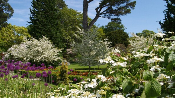 A garden with various flowering plants and trees. - VICTORIA24: CRAIG Y DON LLANDUDNO
CLOSE TO PROMENADE & VENUE  CYMRU (Llandudno)