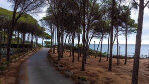 A coastal road lined with trees and potted plants, leading to a beach with the sea in the background.