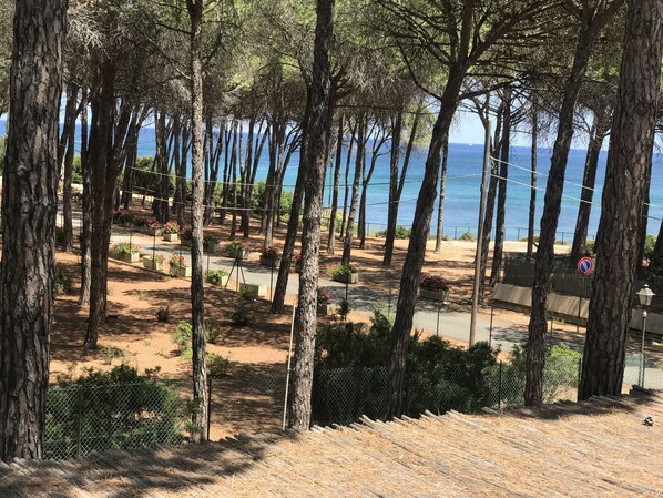 Une zone côtière bordée de grands arbres, avec un sentier sablonneux et une vue sur la mer.