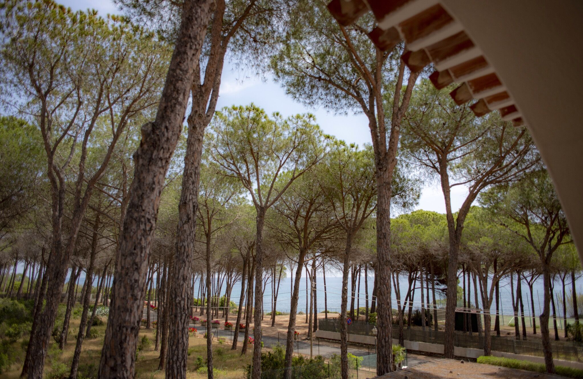 A natural setting with tall trees and a view of the sea.