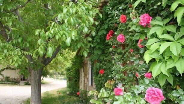 Un jardin avec un arbre et un mur recouvert de roses roses.