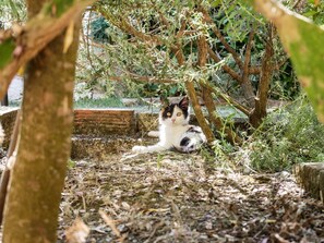 Terrein van de accommodatie