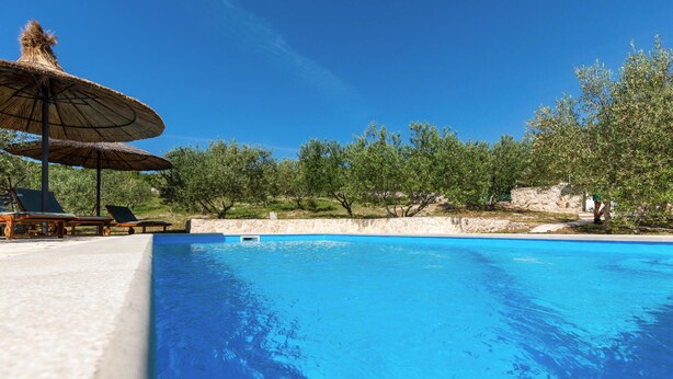 A swimming pool with lounge chairs and umbrellas, surrounded by olive trees and a stone wall.