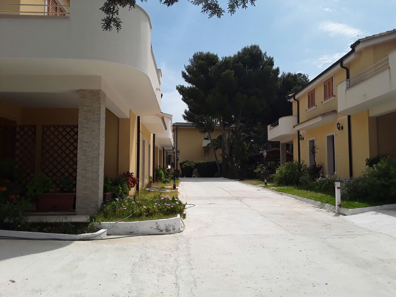 A residential street with houses, a clear sky, and a large tree.