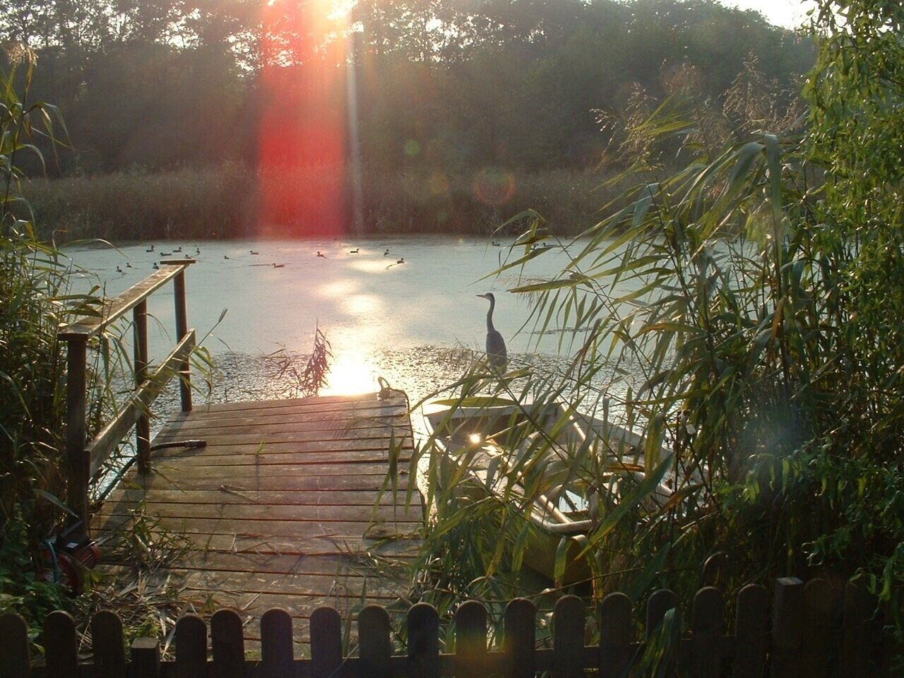 Une jetée en bois mène à une étendue d’eau calme où l’on peut observer des canards et un héron, le tout étant entouré d’une végétation luxuriante.