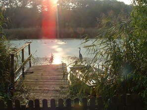 A wooden dock leading to a calm body of water with ducks and a heron, surrounded by dense vegetation.